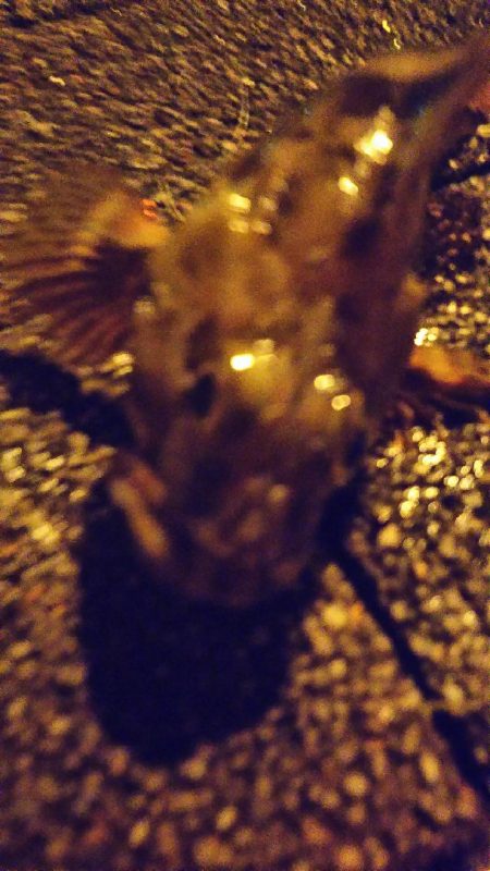 アジは何処へ…