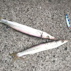 親父との釣行