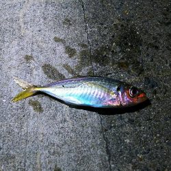 強風のアジ探し