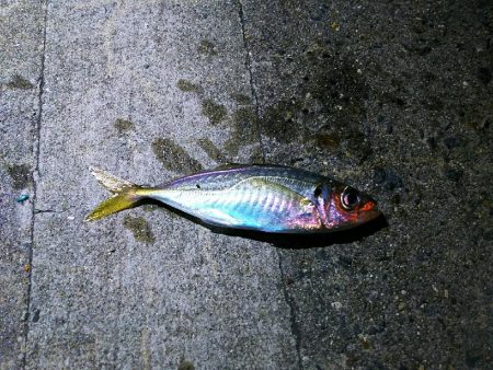 強風のアジ探し