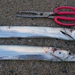 少し大きくなりました。