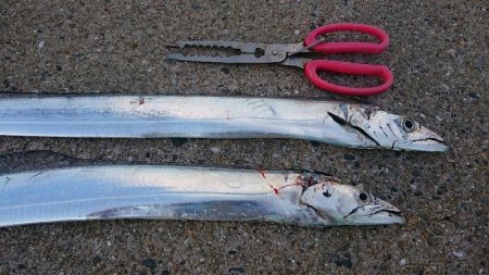 少し大きくなりました。