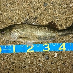 ベイトタックルでマイワシーバス