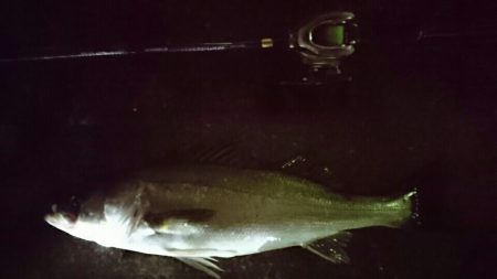 マイワシーバス