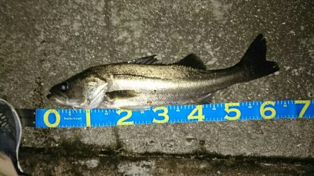 激渋マイワシパターン