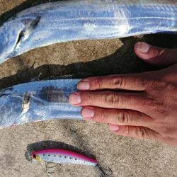 青物ルアーを無視