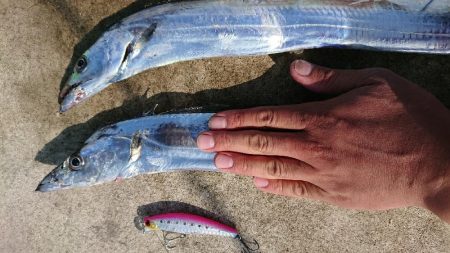 青物ルアーを無視