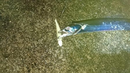 初めてのポイントで