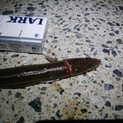 イワシで穴子が釣れました!