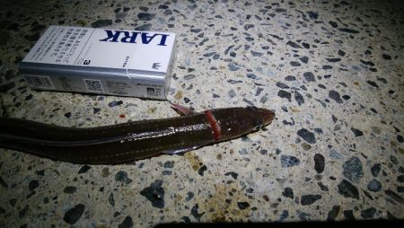 イワシで穴子が釣れました!