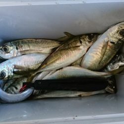 エギング＜アジング