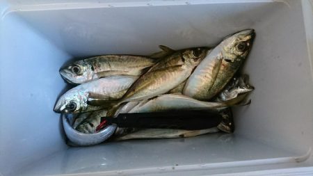 エギング＜アジング