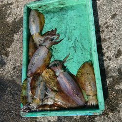 ティップラン釣行