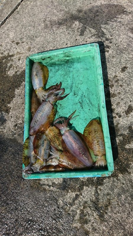 ティップラン釣行