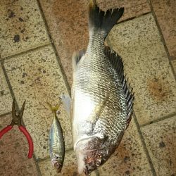 チヌ、キビレ入れ食いでした