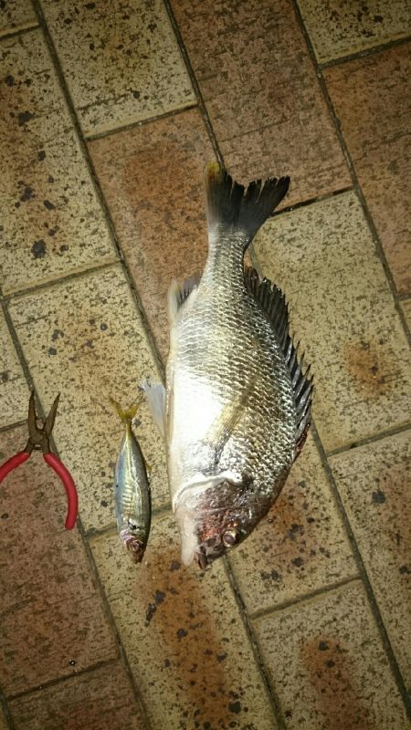 チヌ、キビレ入れ食いでした