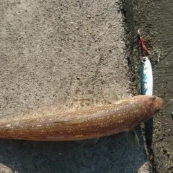 ジギングなのに