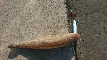 ジギングなのに