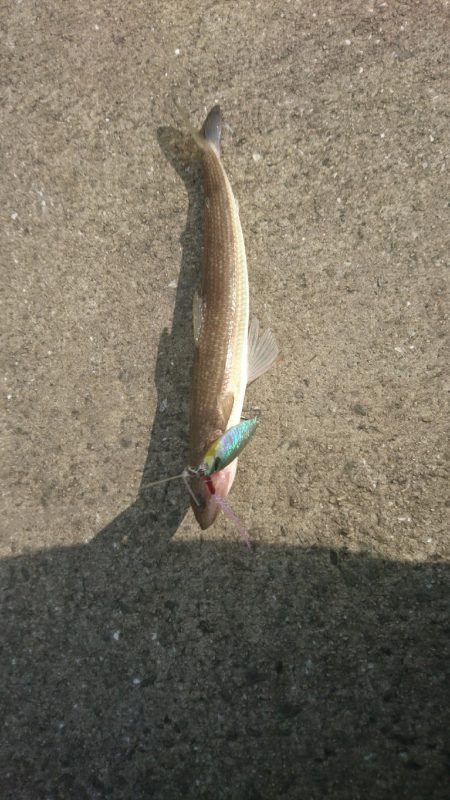 ショアジギング