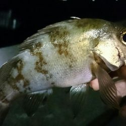 メバリング開幕戦