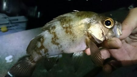 メバリング開幕戦