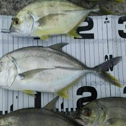 ヒラスズキはどこ？