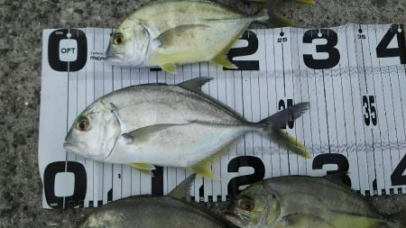 ヒラスズキはどこ？