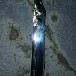 タチウオ　ウキ釣り