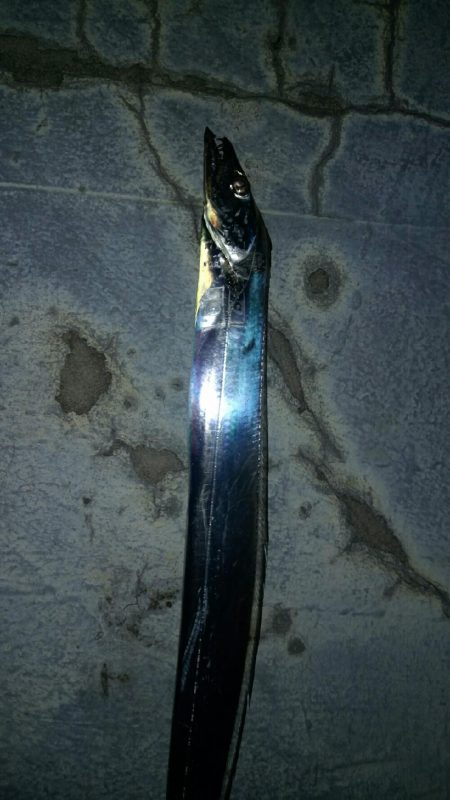 タチウオ　ウキ釣り