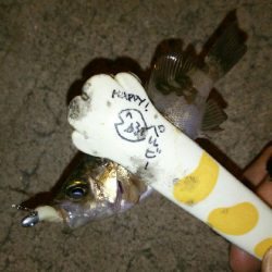 豆しか釣れん･･･