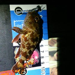 タックルチョイスミスでメバル獲れず･･･