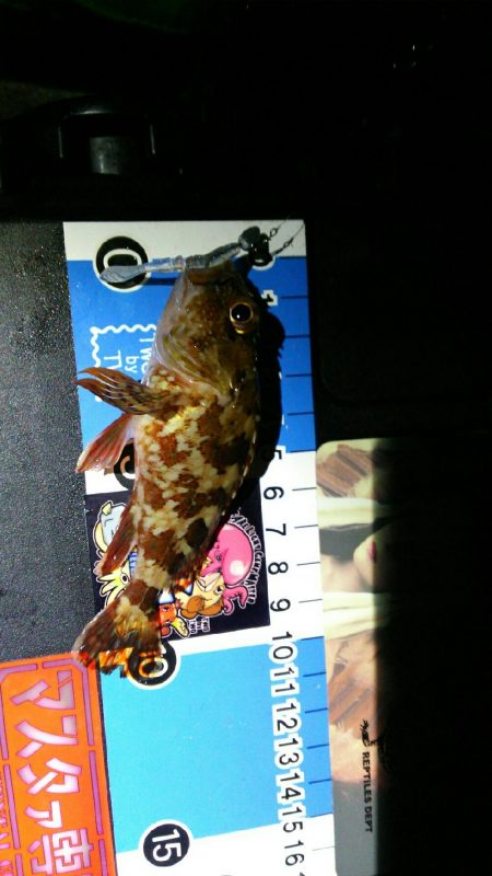 タックルチョイスミスでメバル獲れず･･･