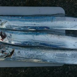 先週と同じく渋い