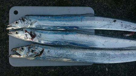 先週と同じく渋い