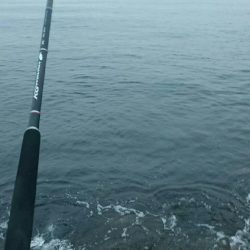 ハードルアーのみでの釣果