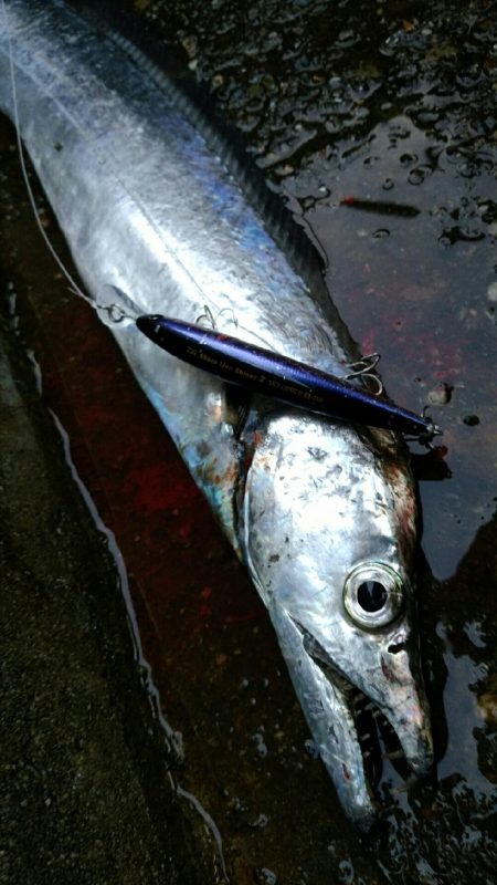 今季初ドラゴン捕獲