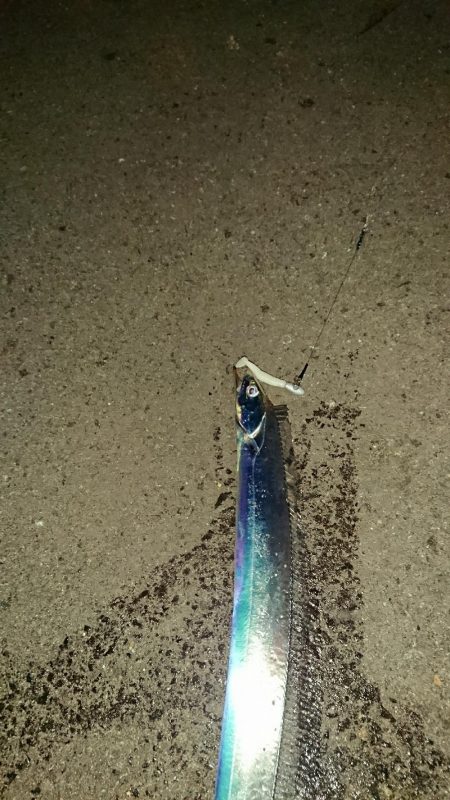 釣り部 釣行記 7