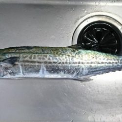 久しぶりのサゴシ