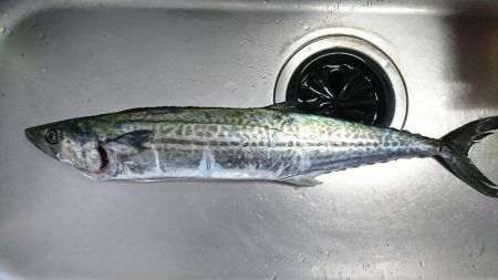 久しぶりのサゴシ