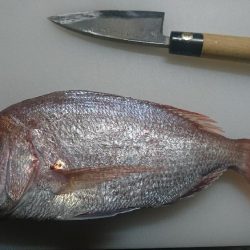 今度は天然真鯛