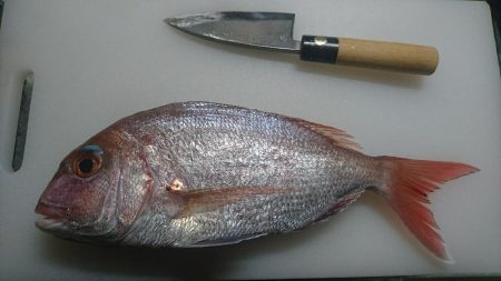 今度は天然真鯛