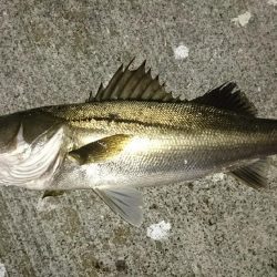 サヨリ付シーバス