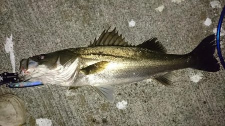 サヨリ付シーバス