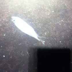 今日はダメでした。