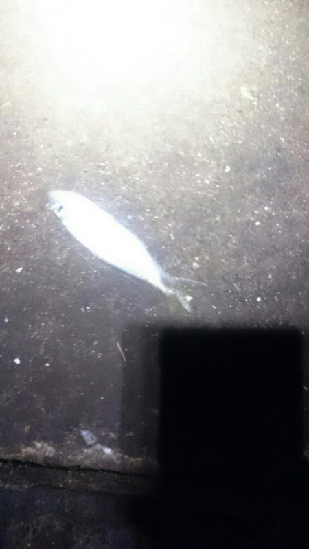 今日はダメでした。