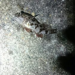 やっぱりアジが居ない。