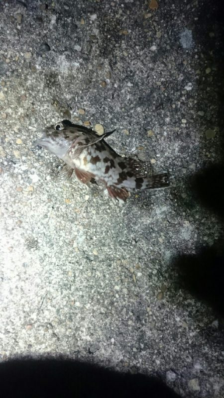 やっぱりアジが居ない。