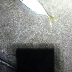 タチウオも少ない？