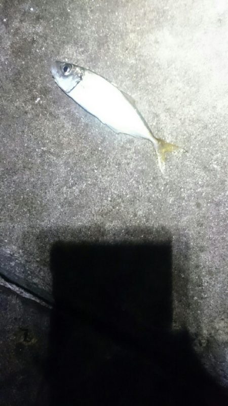 タチウオも少ない？