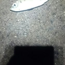 ランガンしてやっと見つけた。